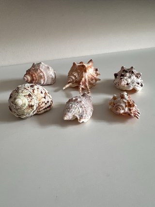 Lote 6 Caracolas Mar Naturales