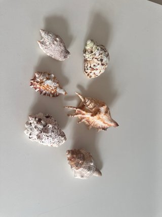 Lote 6 Caracolas Mar Naturales