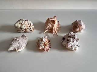 Lote 6 Caracolas Mar Naturales