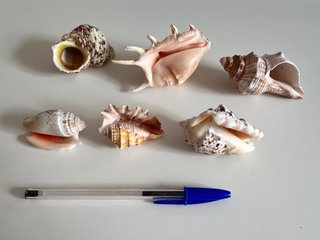 Lote 6 Caracolas Mar Naturales