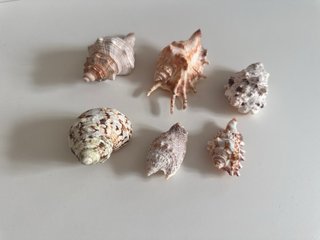 Lote 6 Caracolas Mar Naturales