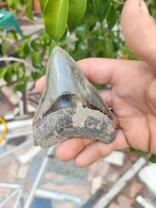 Diente Fósil Megalodon