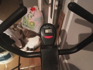 Bicicleta Elíptica
