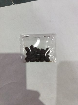 Semillas de Lufa Calabaza esponja