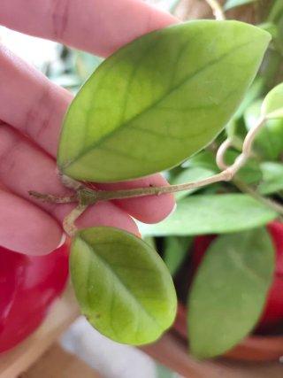 Hoya variadas