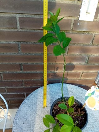 Limonero Meyer joven