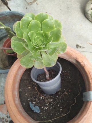 Pianta succulenta verde