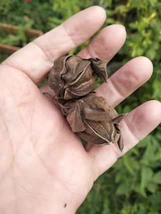 Semi di Hibisco rosso XXL