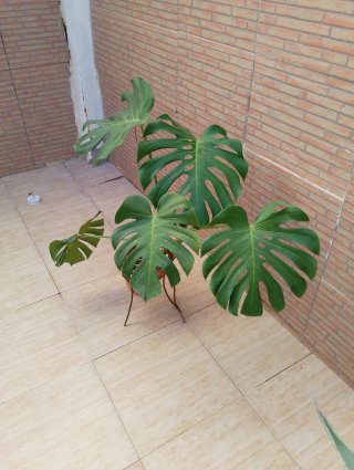 Monstera Deliciosa en Maceta, planta natural