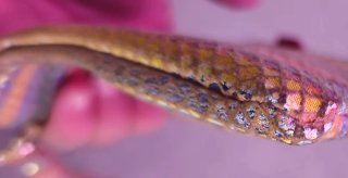 Monedero de Piel Multicolor Efecto Serpiente