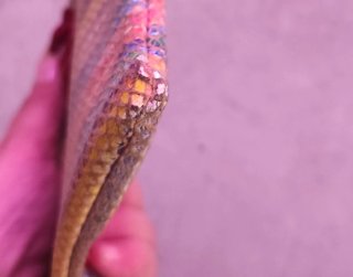 Monedero de Piel Multicolor Efecto Serpiente