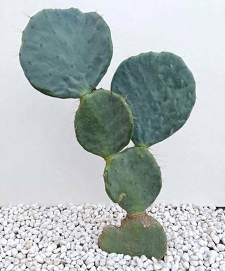 Fico d'India Opuntia Pala Tonda