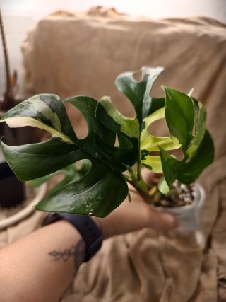 Rhaphidophora Tetrasperma Albo 1