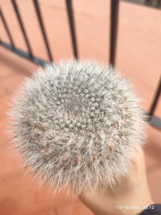 Cactus Mammillaria Hahniana