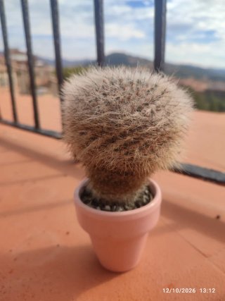 Cactus Mammillaria Hahniana