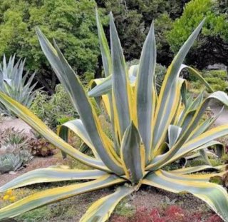 Agave Americana Variegado Hijuelos con raíces