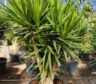 Yuca Elephantipes