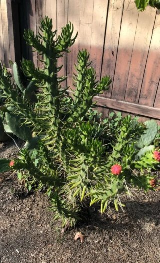Austrocylindropuntia subulata / Alfileres de Eva