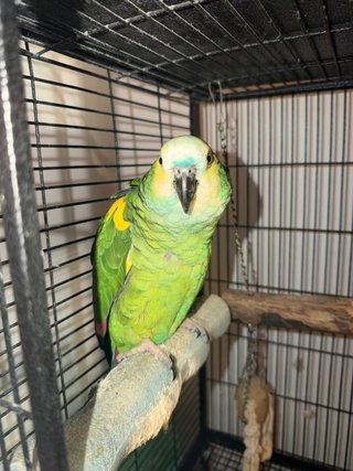 Jaula para pájaros negra y verde