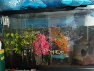Acuario 100L