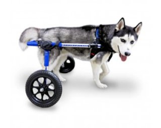 Silla de ruedas para perro Ortocanis. Cómo nueva