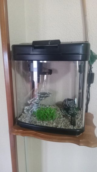 Acuario 20 litros