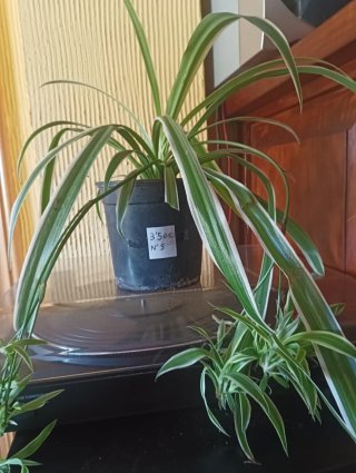 Planta Cinta (Chlorophytum comosum)