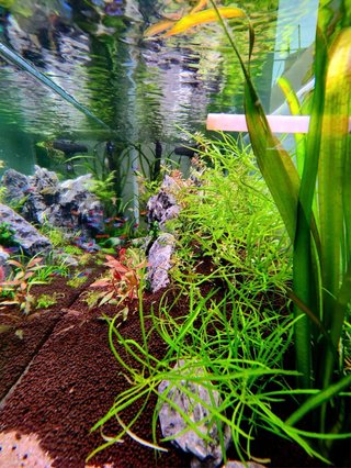 Lote de 10 plantas de acuario variadas y coloridas