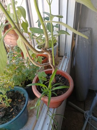Plantas de Orégano Orejón y Mejicano