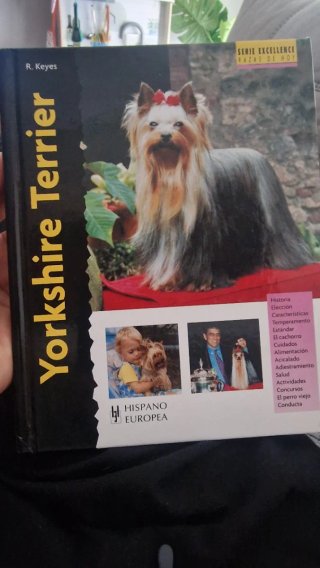 Yorkshire Terrier