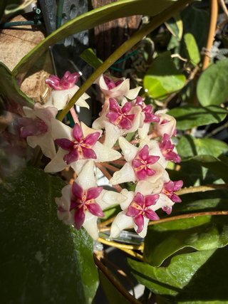 Hoya 'Patricia' talea da far radicare