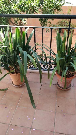 2 Macetas de Barro con Plantas
