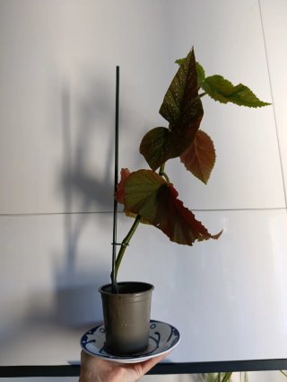 Begonia Ala de Ángel con foglie dal design distintivo