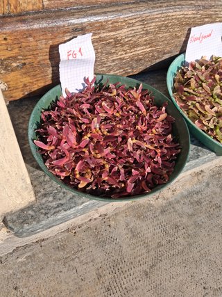 Semi semenza di aceri giapponesi