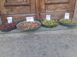 Semi semenza di aceri giapponesi