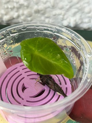 Alocasia Pink Dragon Albo Cormo