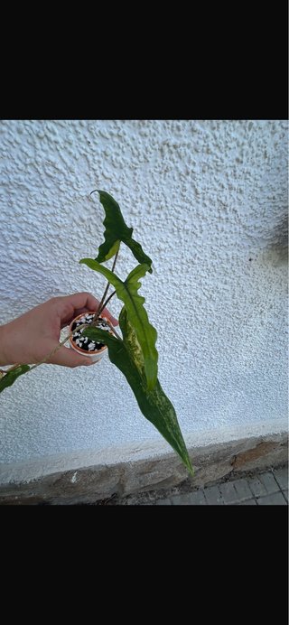 Alocasia Sabrina Narrow Aurea Cormo