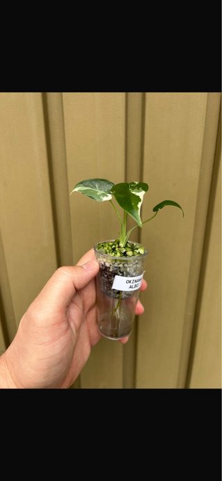 Alocasia Okinawa Albo Variegata