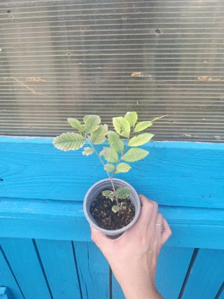Planta Zelkova serrata