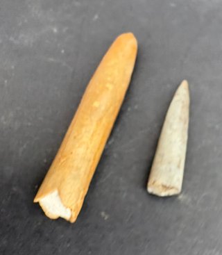 2 Belemnites: Belemnitella mucronata / Hibolites