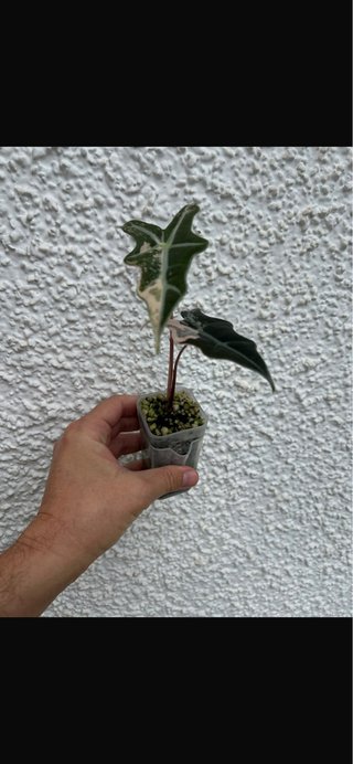 Alocasia Nobilis Rosa