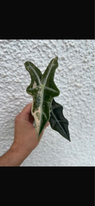Alocasia Nobilis Rosa
