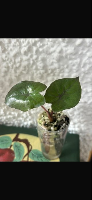 Alocasia Yucatan