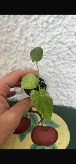 Alocasia Antoro Velvet