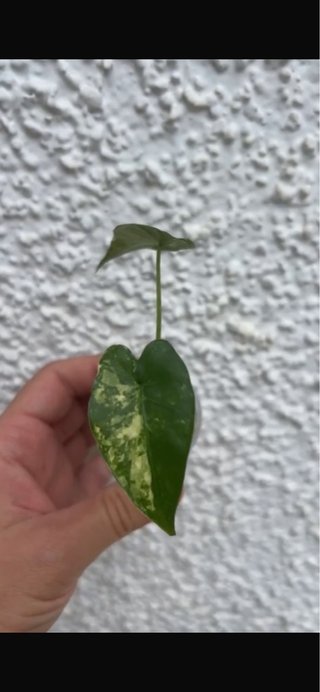 Alocasia Gageana Albo