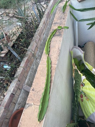 Esqueje Pitahaya Roja Pulpa Blanca