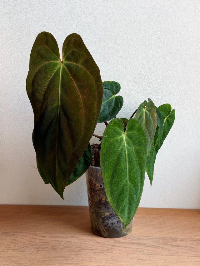 Anthurium Pap. sp BV x ((Carla x Antolakii)xDP) B