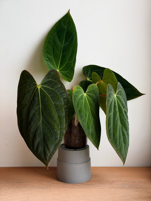 Anthurium (Carlablackiae x Antolakii) x DP F2 - D