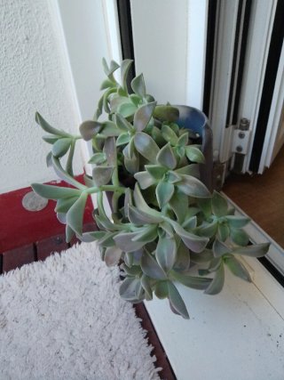 Planta suculenta en maceta