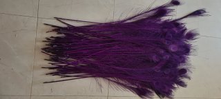 Lote de Plumas de Pavo Real Moradas 80 cm